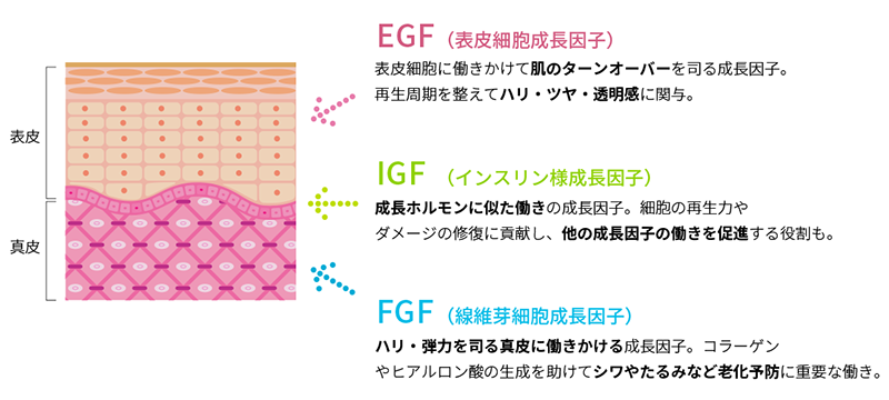 成長因子